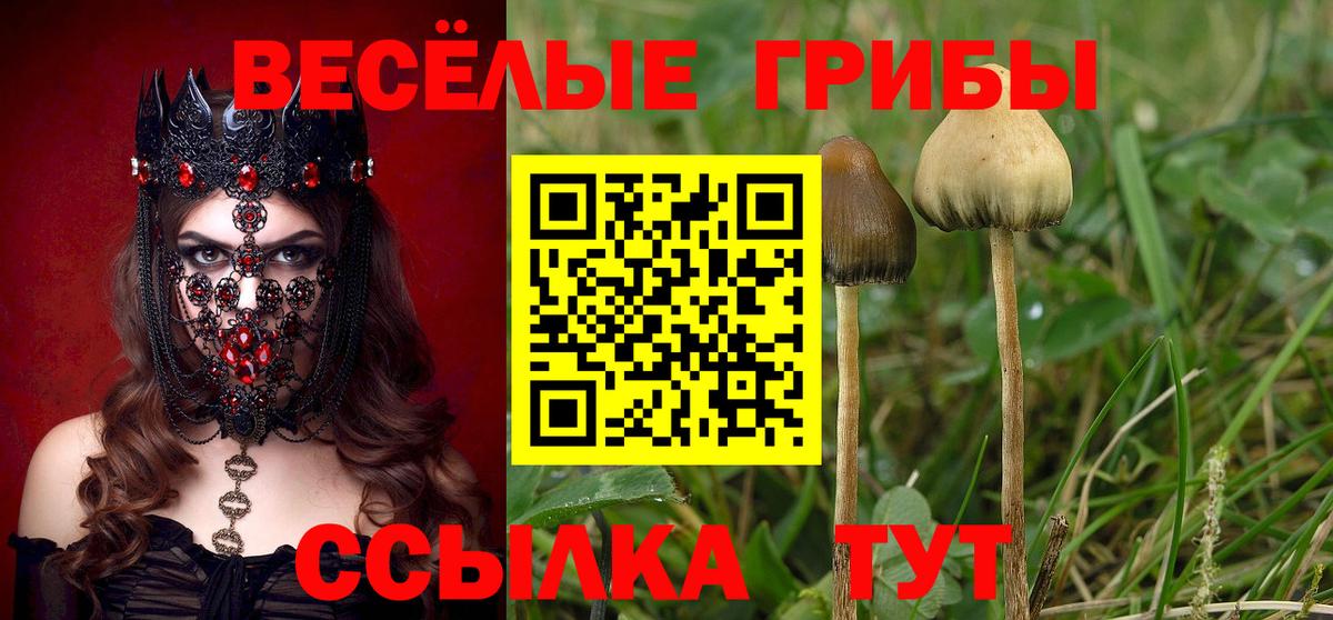 Галлюциногенные грибы Psilocybe  Псилоцибиновые грибы Psilocybe  Вольск 